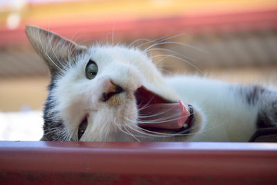 Close-up portrait of a cat