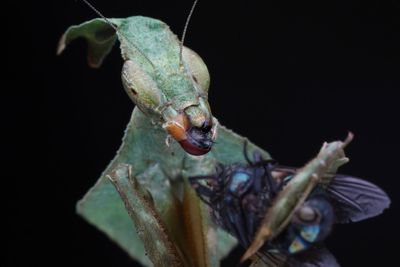 Close-up of insect on leaf