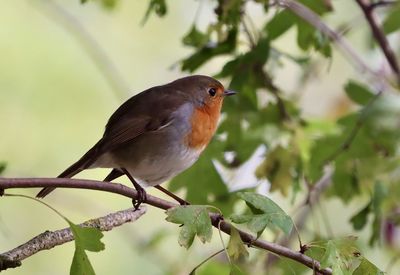 Close-up of bird perching on branch