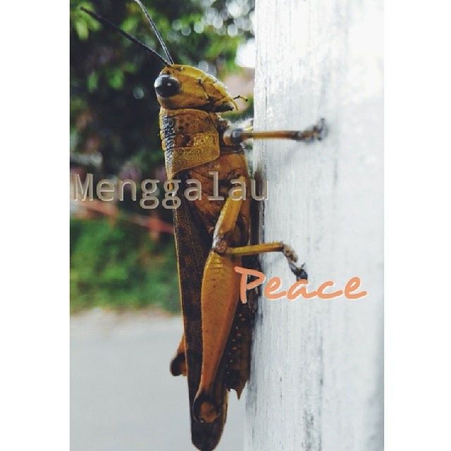 transfer print, auto post production filter, close-up, focus on foreground, animal themes, metal, one animal, rusty, day, outdoors, wildlife, no people, animals in the wild, protection, selective focus, fence, wood - material, hanging, safety, metallic