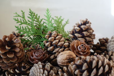 Close-up pine cones