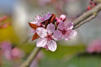 Close-up of pink plum blossoms