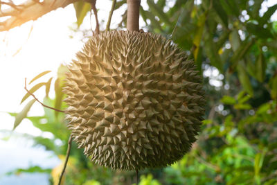 Close-up of spiked plant