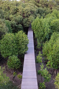 Boardwalk amidst trees