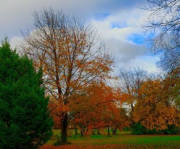 Trees on field against cloudy sky