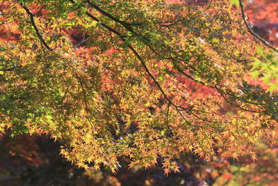 Low angle view of flowering plants during autumn