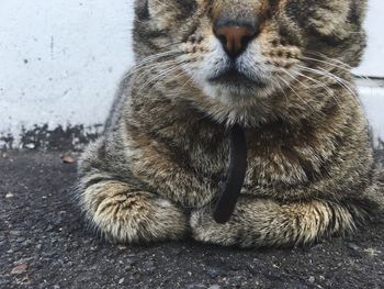 Close-up of cat sitting outdoors