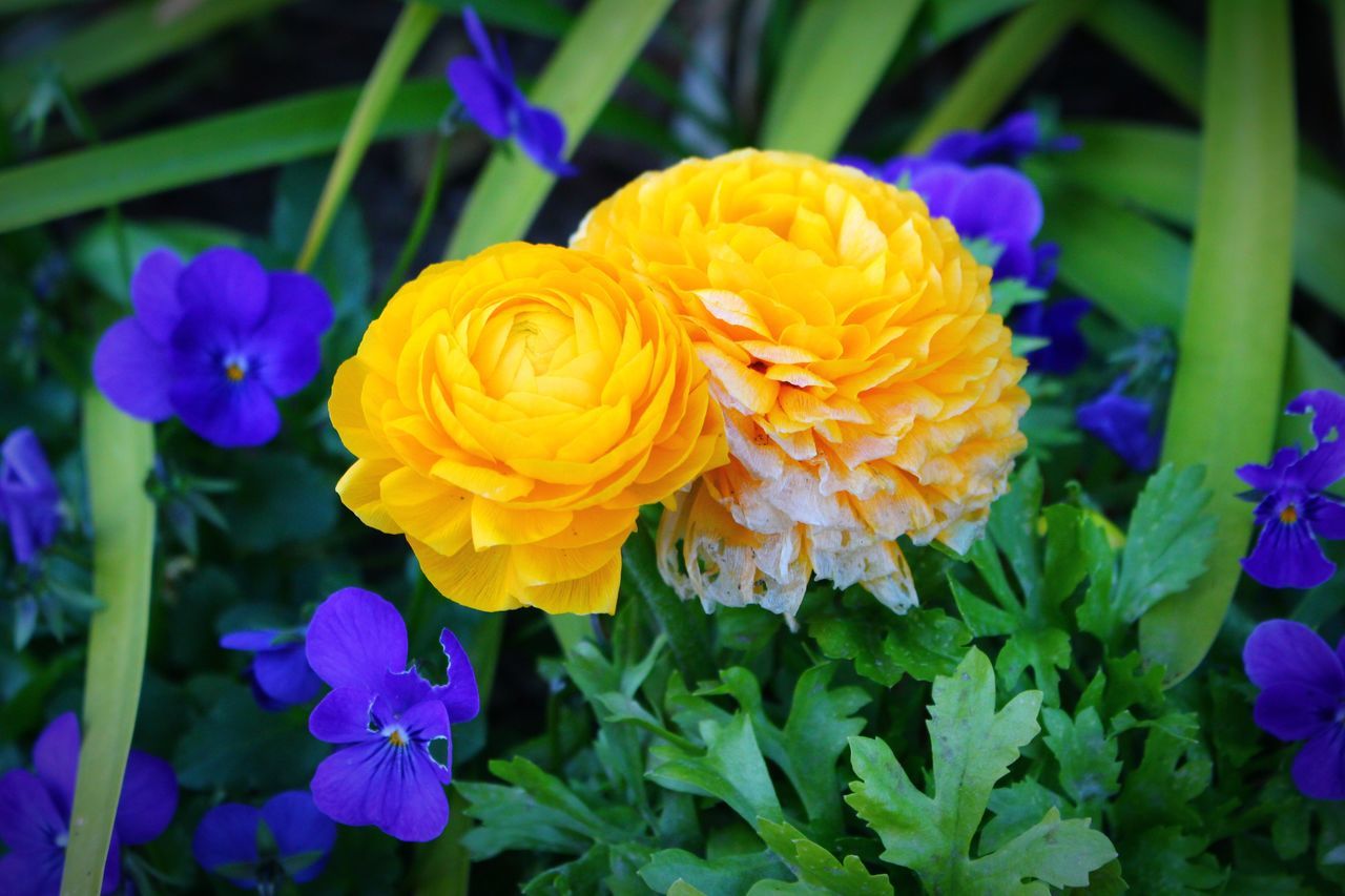 flower, petal, freshness, flower head, fragility, growth, beauty in nature, blooming, close-up, yellow, nature, plant, focus on foreground, in bloom, high angle view, field, park - man made space, purple, outdoors, no people