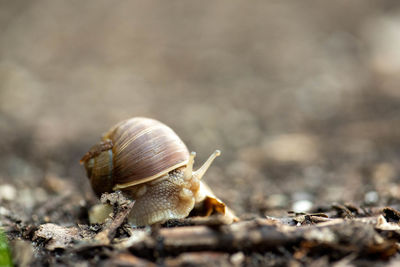 Close-up of snail on land