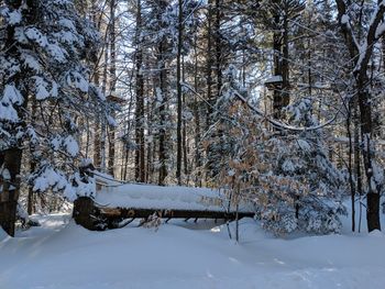 Bare trees on snow covered landscape