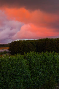 Scenic view of field against sky at sunset