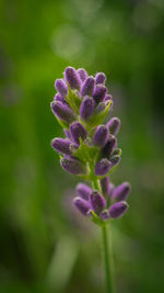 Close-up of purple flowering plant on field