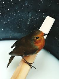 Close-up of bird perching on water