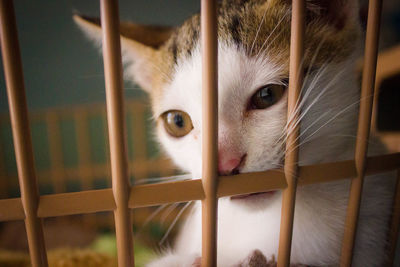 Close-up of cat in cage