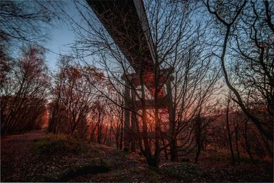 Low angle view of bridge amidst bare trees in forest against sky during autumn