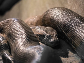 Close-up of snake