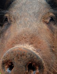 Close-up portrait of a horse