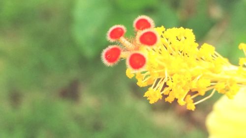 Close-up of yellow flowers