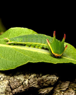 Close-up of insect on leaf