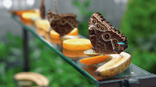 Close-up of butterfly on leaf