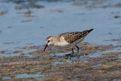 Close-up of bird on beach