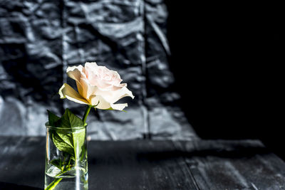 Close-up of rose in vase
