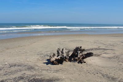 Scenic view of driftwood on beach against sky