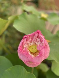 Close-up of pink lotus water lily