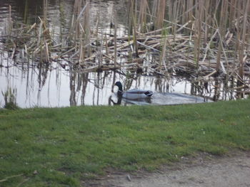 View of a bird on a field