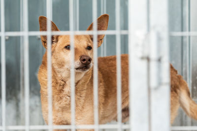 Close-up portrait of a dog looking away