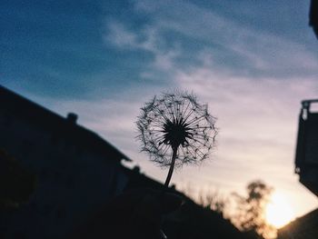 Close-up of silhouette plant against sky at sunset