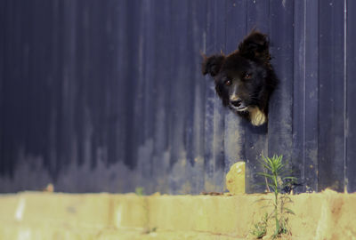 Close-up of dog