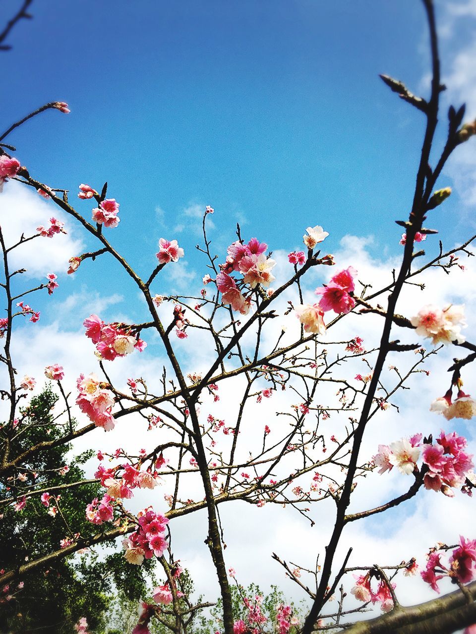 nature, growth, tree, sky, beauty in nature, low angle view, fragility, freshness, flower, springtime, outdoors, day, sunlight, no people, blossom, branch, clear sky, plum blossom, close-up