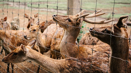 Deer in a field