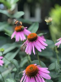 Close-up of purple coneflower