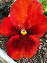 Close-up of red flower