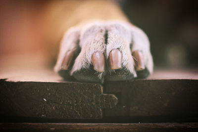 Close up of a dog paw on a wooden plane