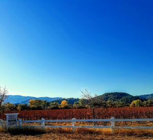 Hopland, northern california vineyard,  autumn 