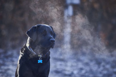 Black labrador retriever looking away while sitting on field