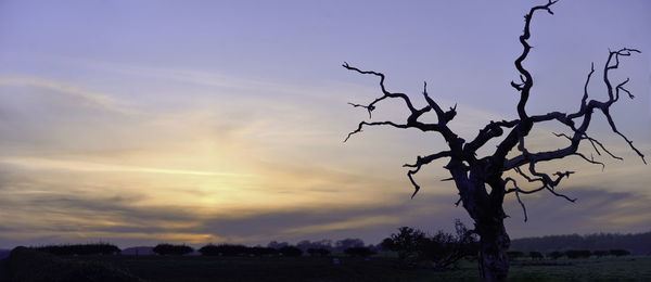 Silhouette bare tree on field against sky at sunset