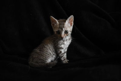 Portrait of kitten relaxing at home