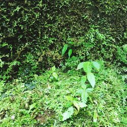 Close-up of green plants