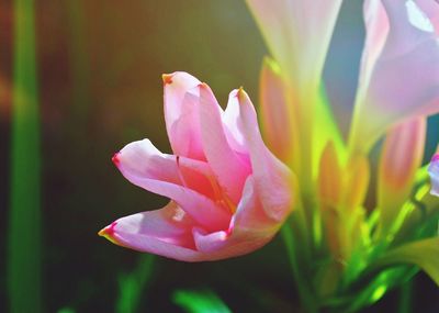 Close-up of pink flower