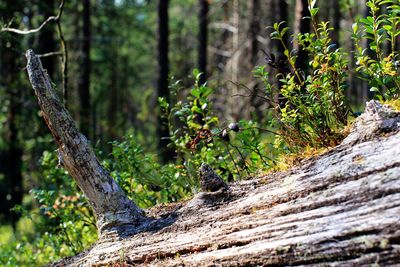 Close-up of lichen growing on tree trunk in forest