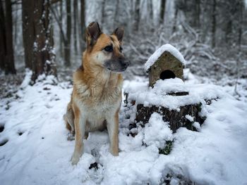 German shepherd dog sitting in the snow in the forest and a birdhouse covered in snow beside