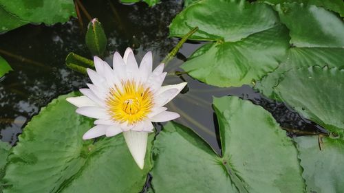 Close-up of lotus water lily in lake