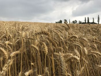 Wheat field against sky