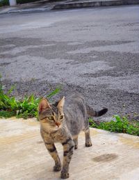 Portrait of cat sitting on street