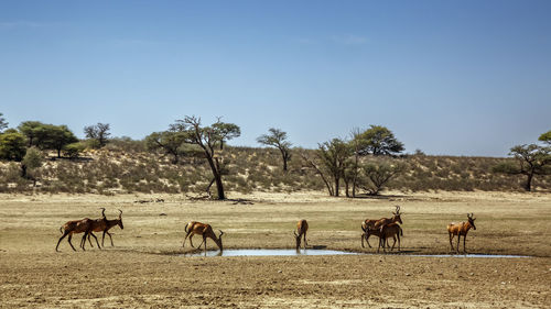 Horses grazing on field against clear sky