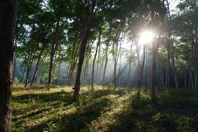 Sunlight streaming through trees in forest